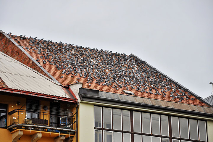 A2B Pest Control are able to install spikes to deter birds from roofs in Wigston. 
