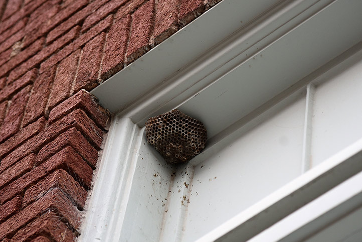 We provide a wasp nest removal service for domestic and commercial properties in Wigston.